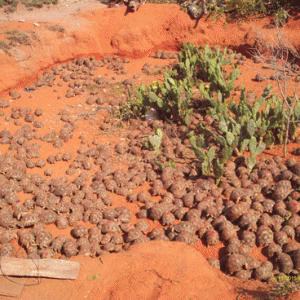 Les 1 148 tortues saisies attendant leur réintégration dans la Forêt sacrée de Tranovaho.