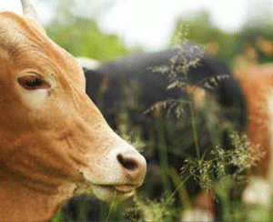 FAB 2015 sera le premier grand rendez-vous des acteurs du secteur agricole et de l’agro-industrie.