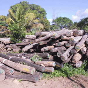 Les autorités singapouriennes vont-elles rapatrier à Madagascar les 30 000 rondins de bois saisis chez elles ?